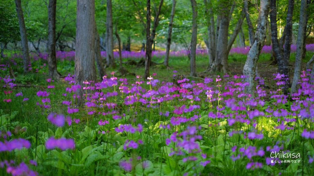 千種町　クリン草