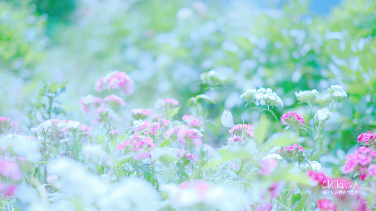 千種町　花