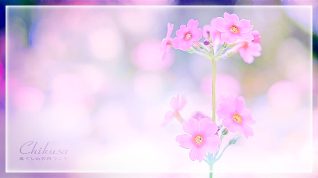 千種町クリンソウ