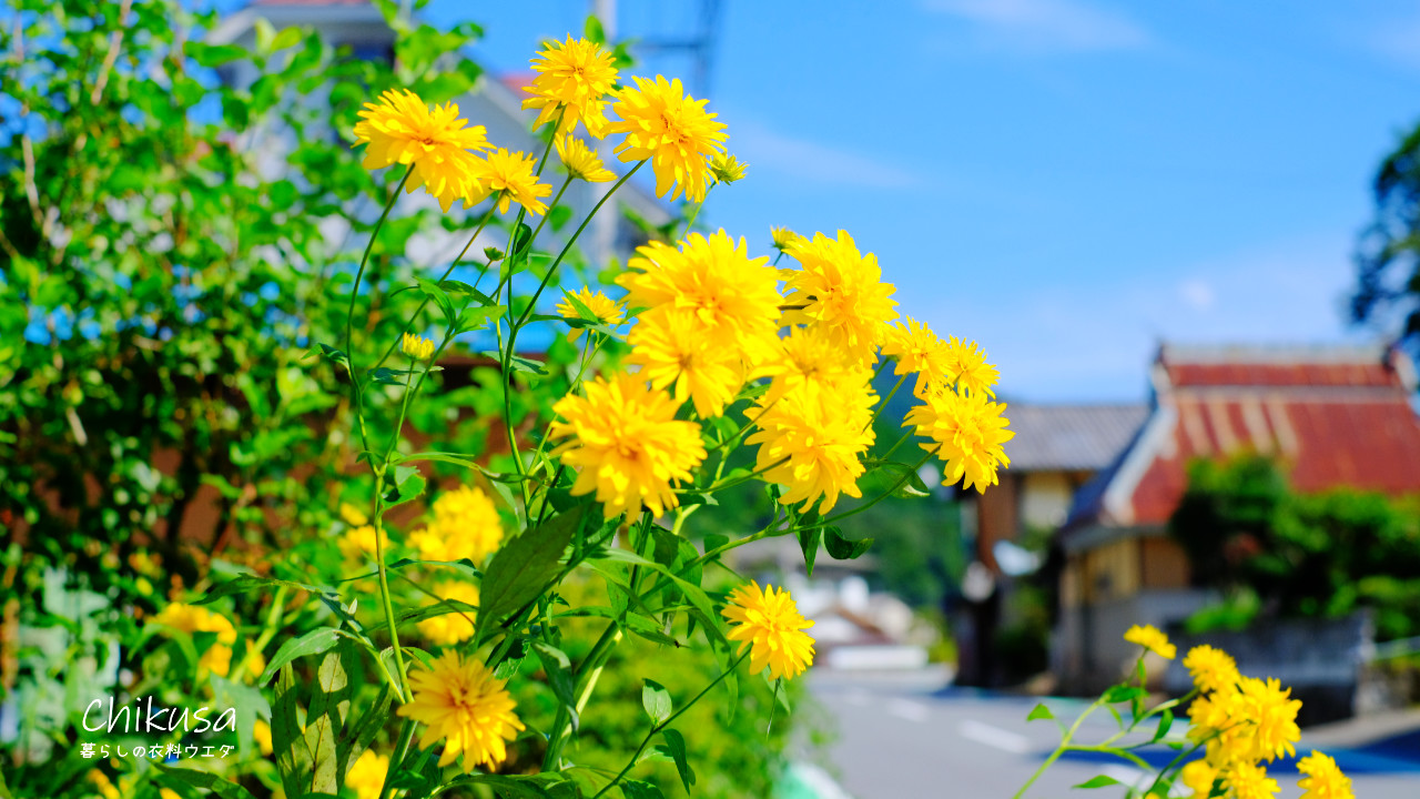 兵庫県宍粟市千種町散歩風景