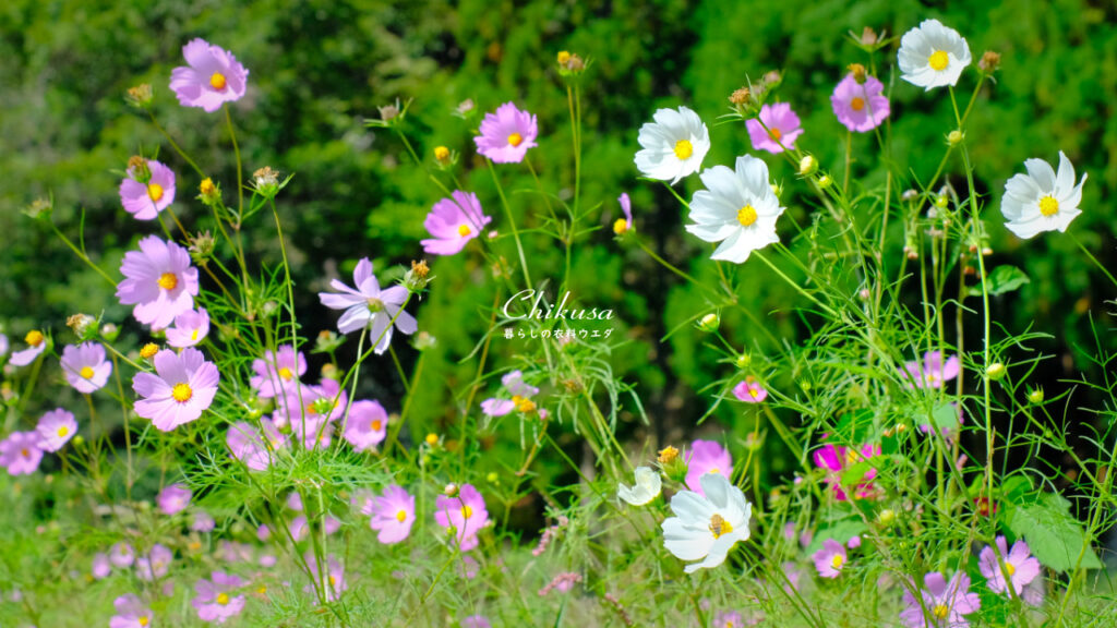 コスモス　宍粟市千種町