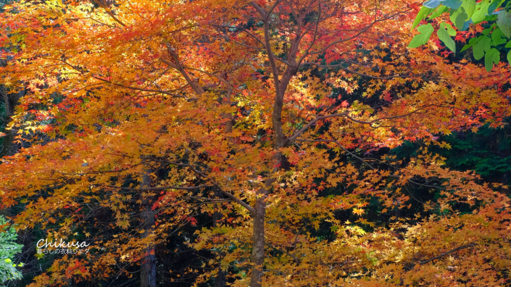千種町紅葉