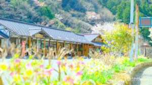 道の駅ちくさ　桜の写真