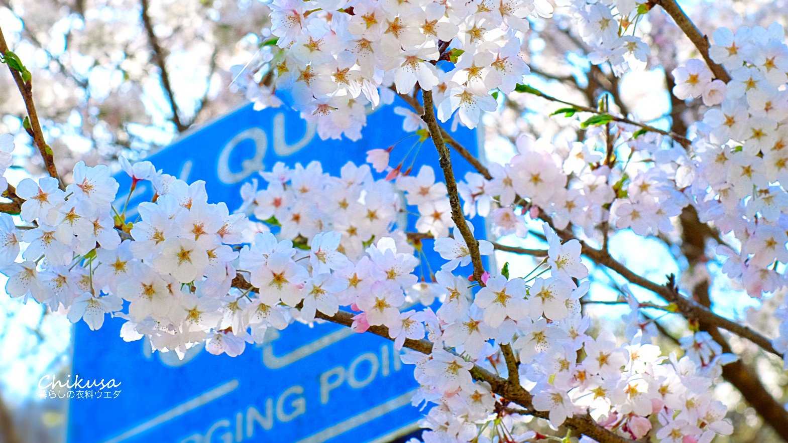 道の駅ちくさ　桜の写真