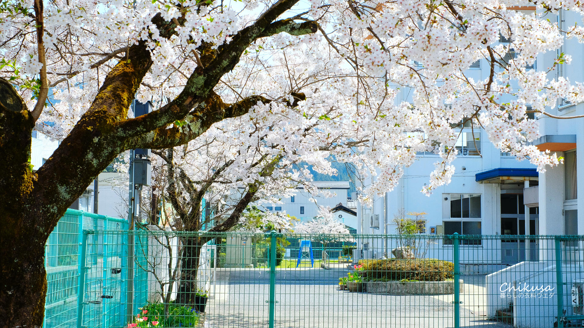 千種小学校の桜