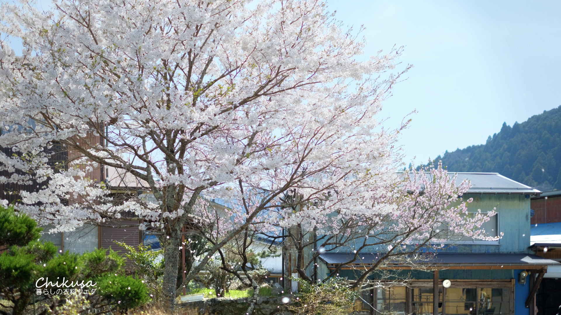 桜　千種町