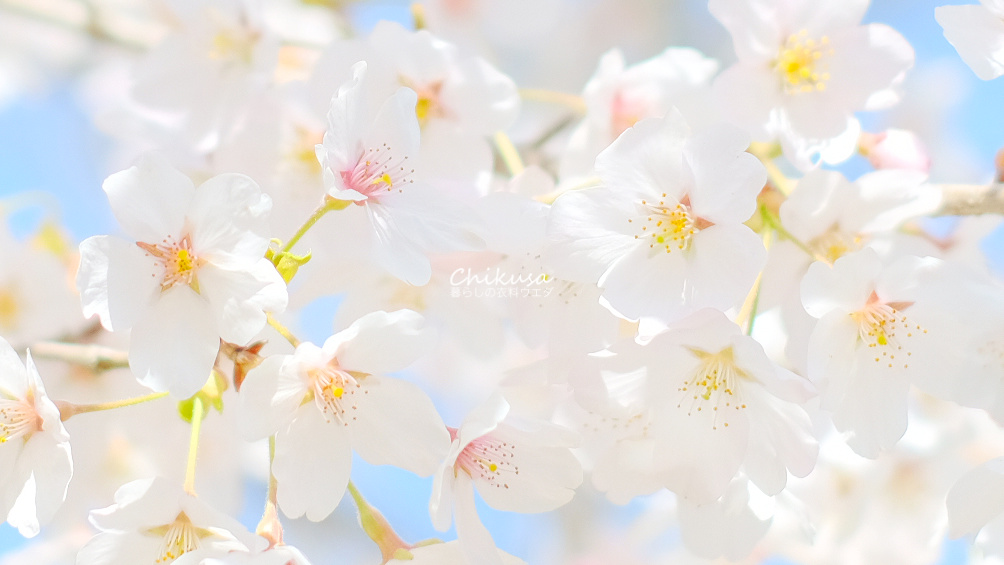 桜の風景「ソメイヨシノ」 宍粟市千種町 富士フイルム【FUJIFILM】作例 