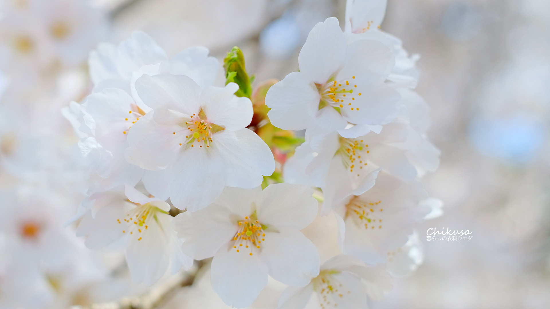 桜