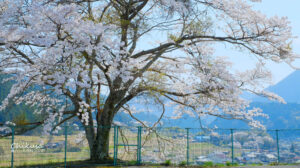 桜