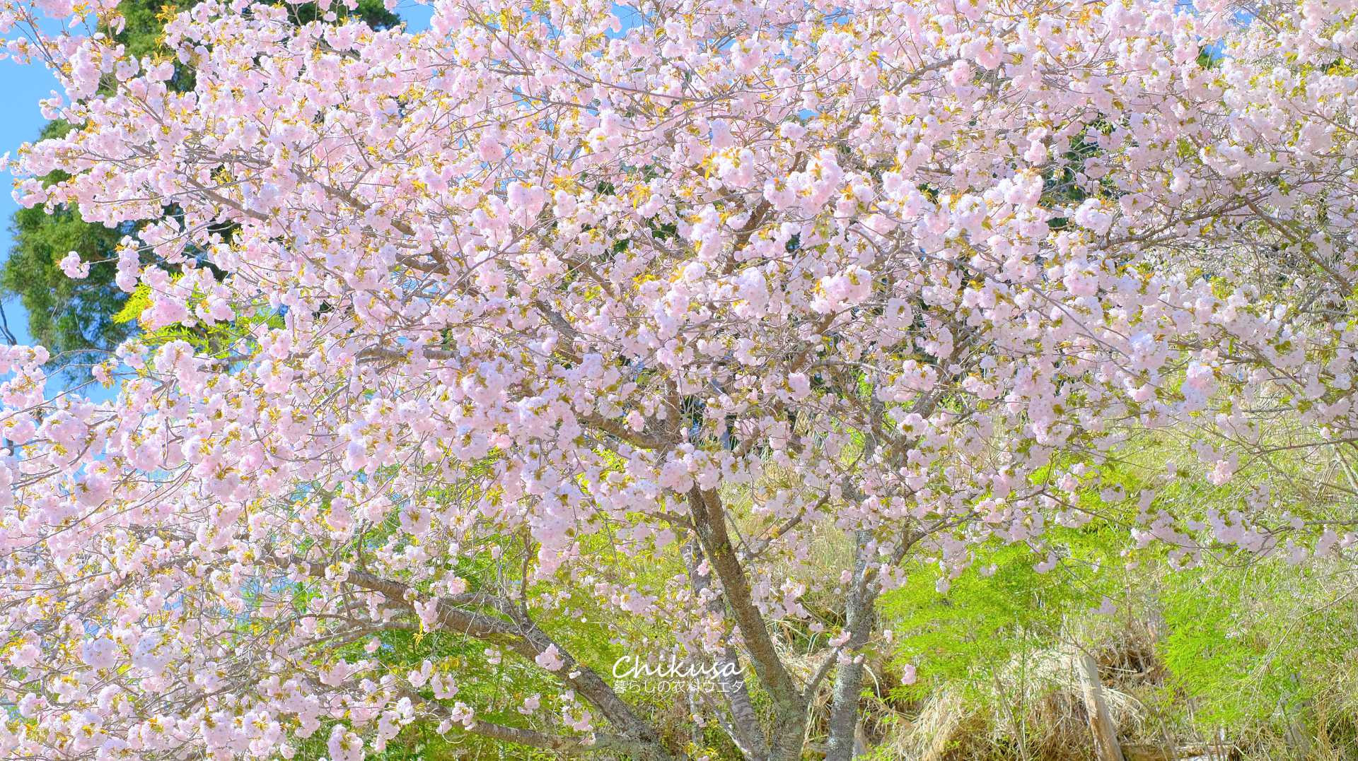 八重桜　千種町　花
