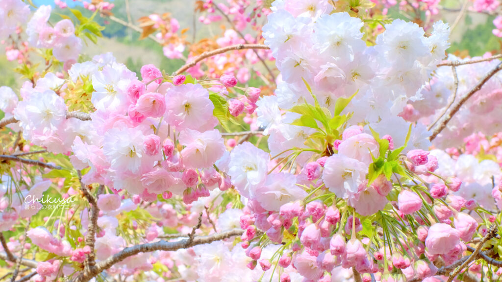 八重桜　千種町　花