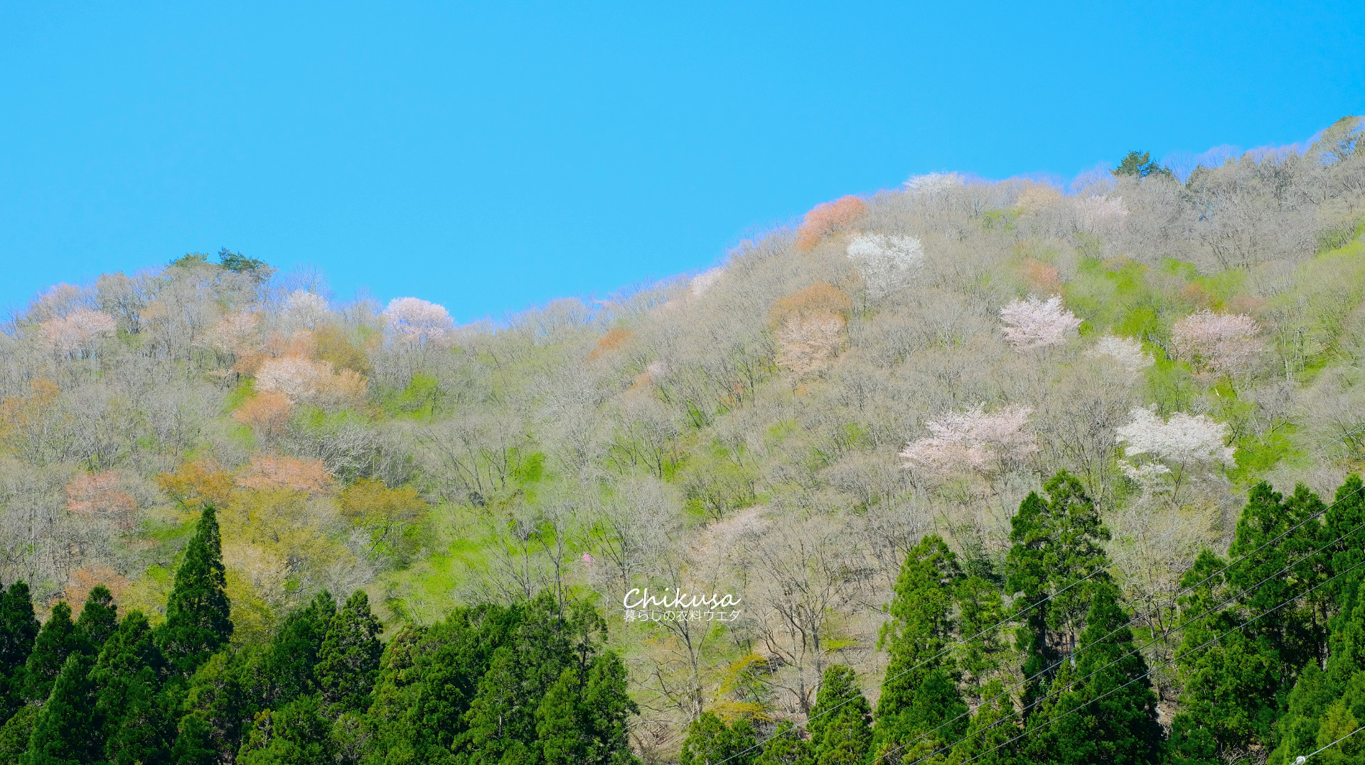 山桜　宍粟市千種町