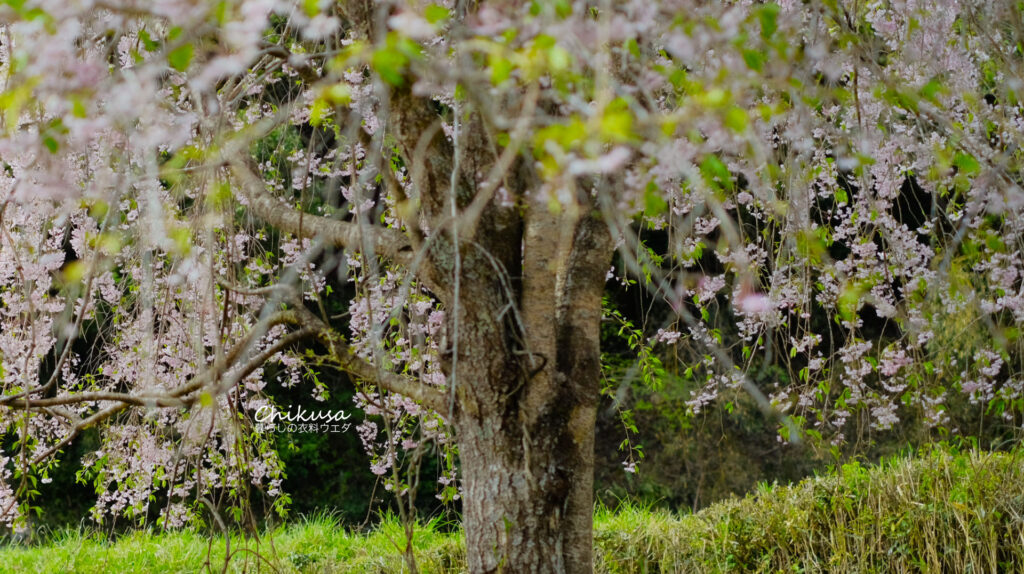 枝垂桜 宍粟市千種町