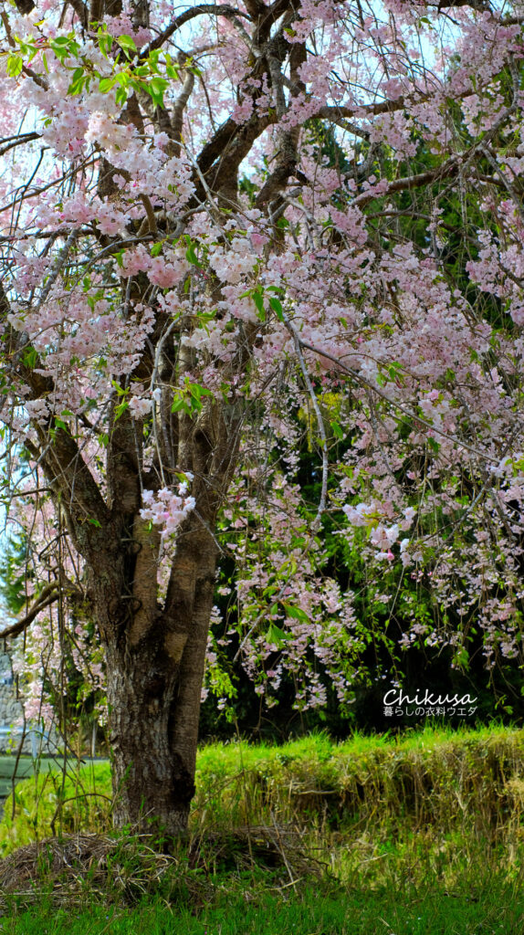 枝垂桜 宍粟市千種町