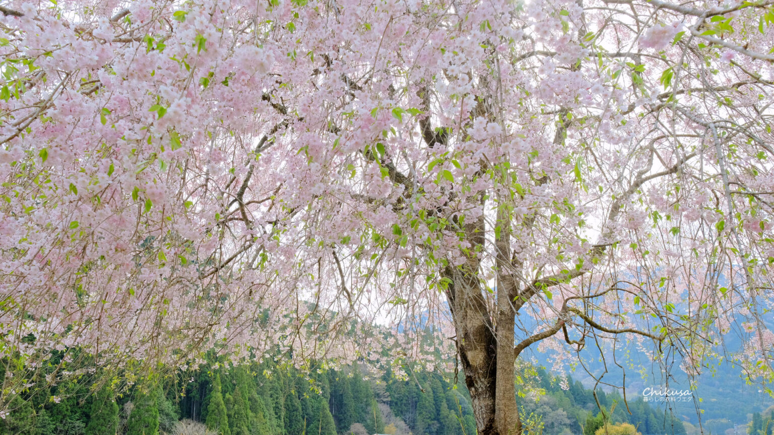 XF35mmF1.4 R/XF14mmF2.8 R アスティア 作例 しだれ桜 |富士フイルム|宍粟市千種町