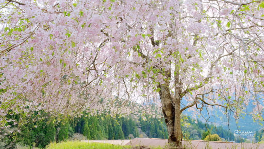 枝垂桜 宍粟市千種町