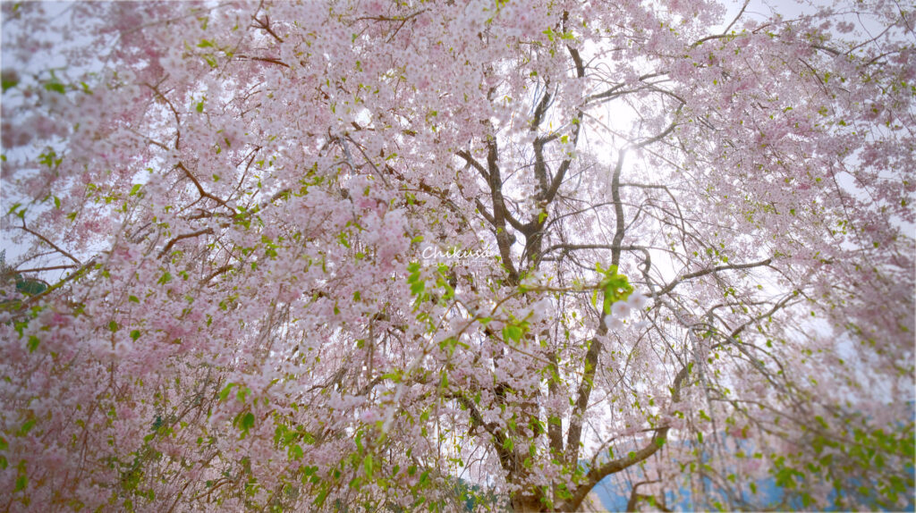枝垂桜 宍粟市千種町