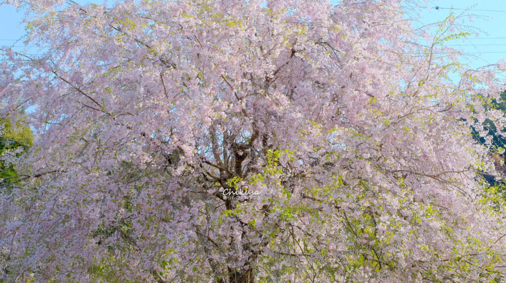 枝垂桜 宍粟市千種町