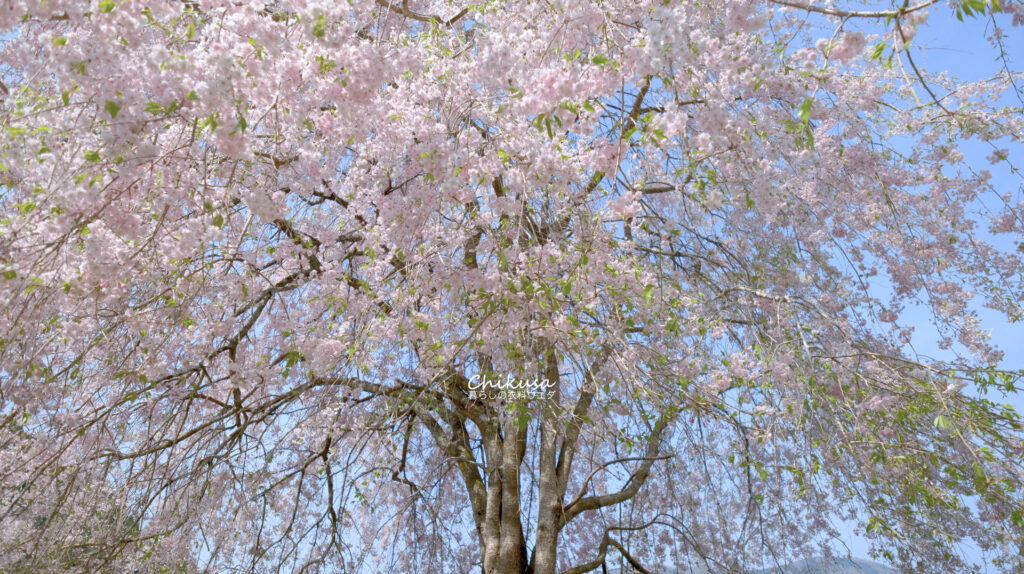 枝垂桜 宍粟市千種町