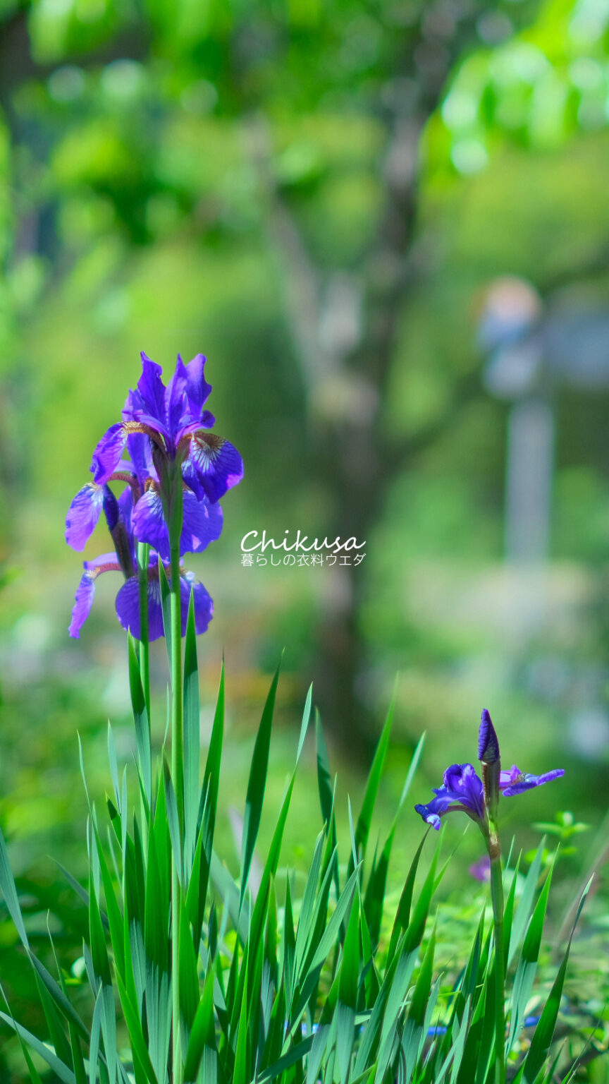 春の花　富士フイルム X-T20 & XF35mmF1.4 R　宍粟市千種町
