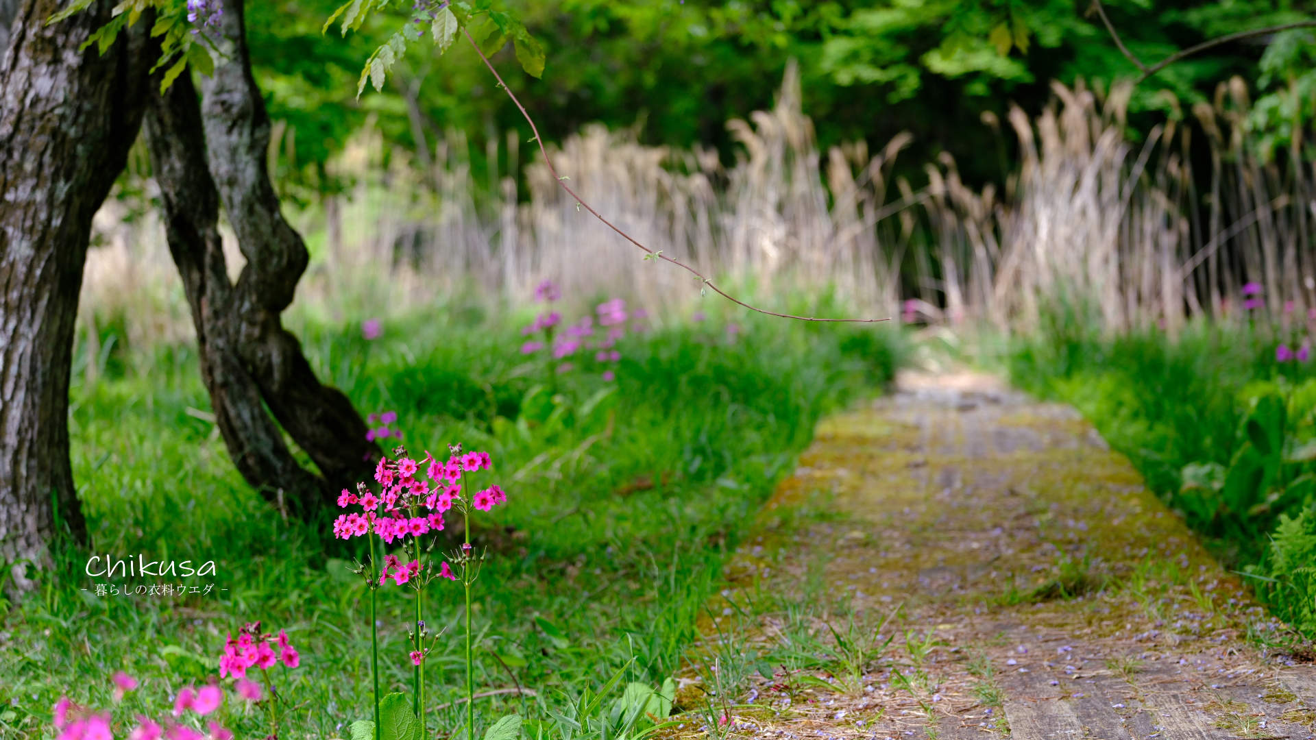 千種町クリンソウ湿原 富士フイルム FUJIFILM