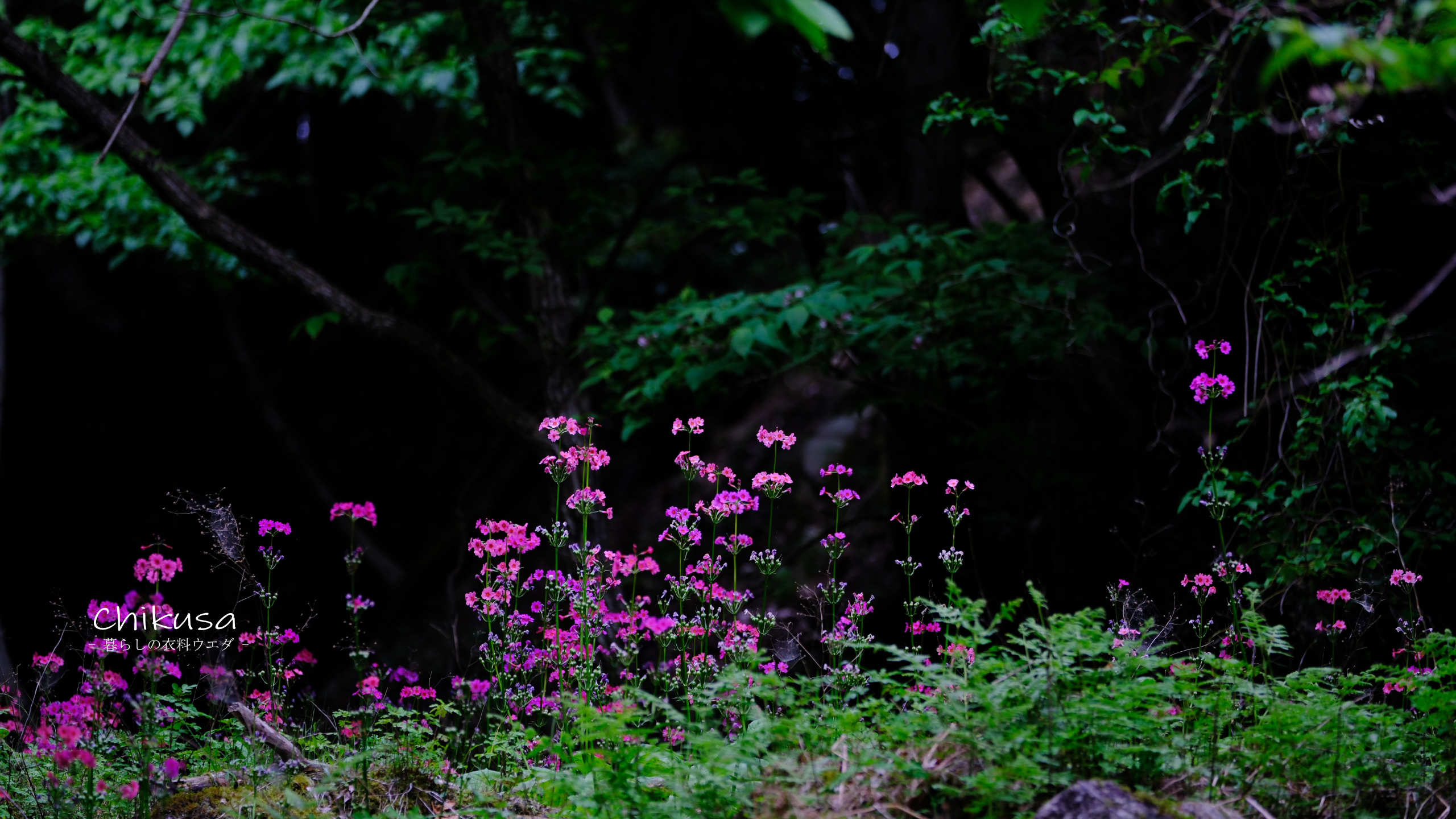 クリンソウ 宍粟市千種町 富士フイルム【FUJIFILM】X-T5 XF50-140mmF2.8 作例サンプル