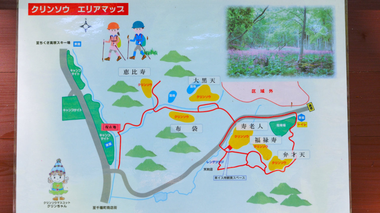 クリンソウ 千種町