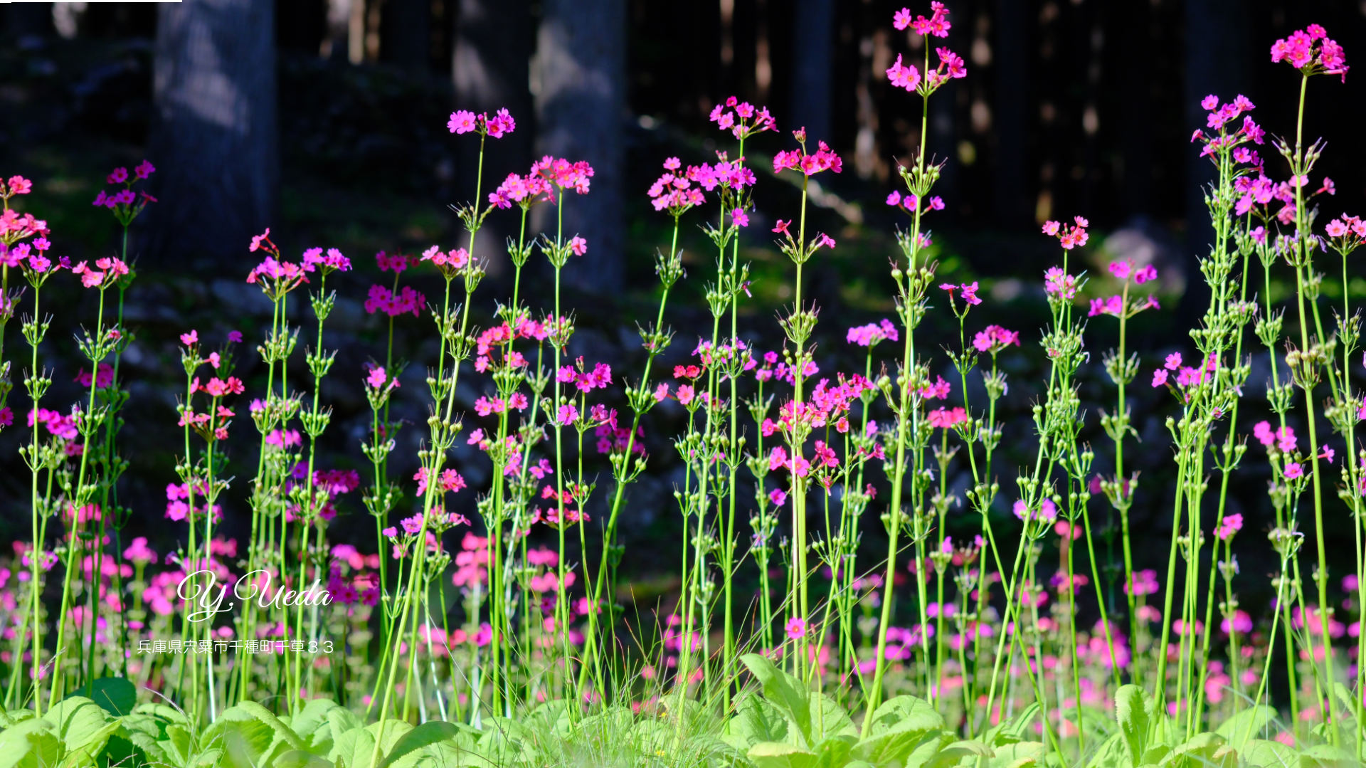 クリンソウ 兵庫県宍粟市千種町 富士フイルム/FUJIFILM