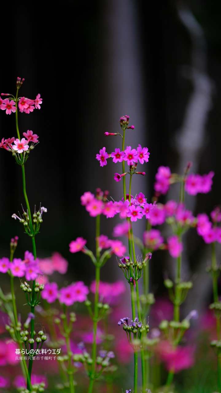 クリンソウ 兵庫県宍粟市千種町 富士フイルム/FUJIFILM