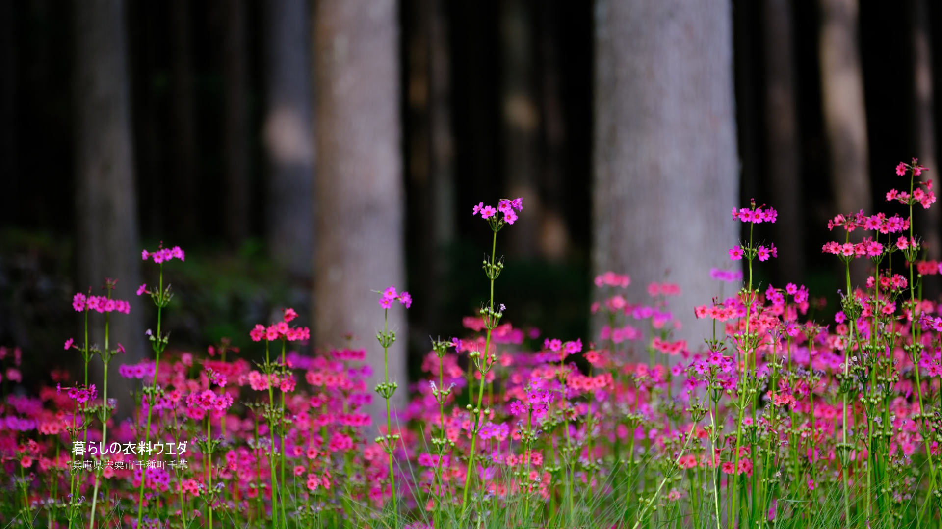 クリンソウ 兵庫県宍粟市千種町 富士フイルム/FUJIFILM