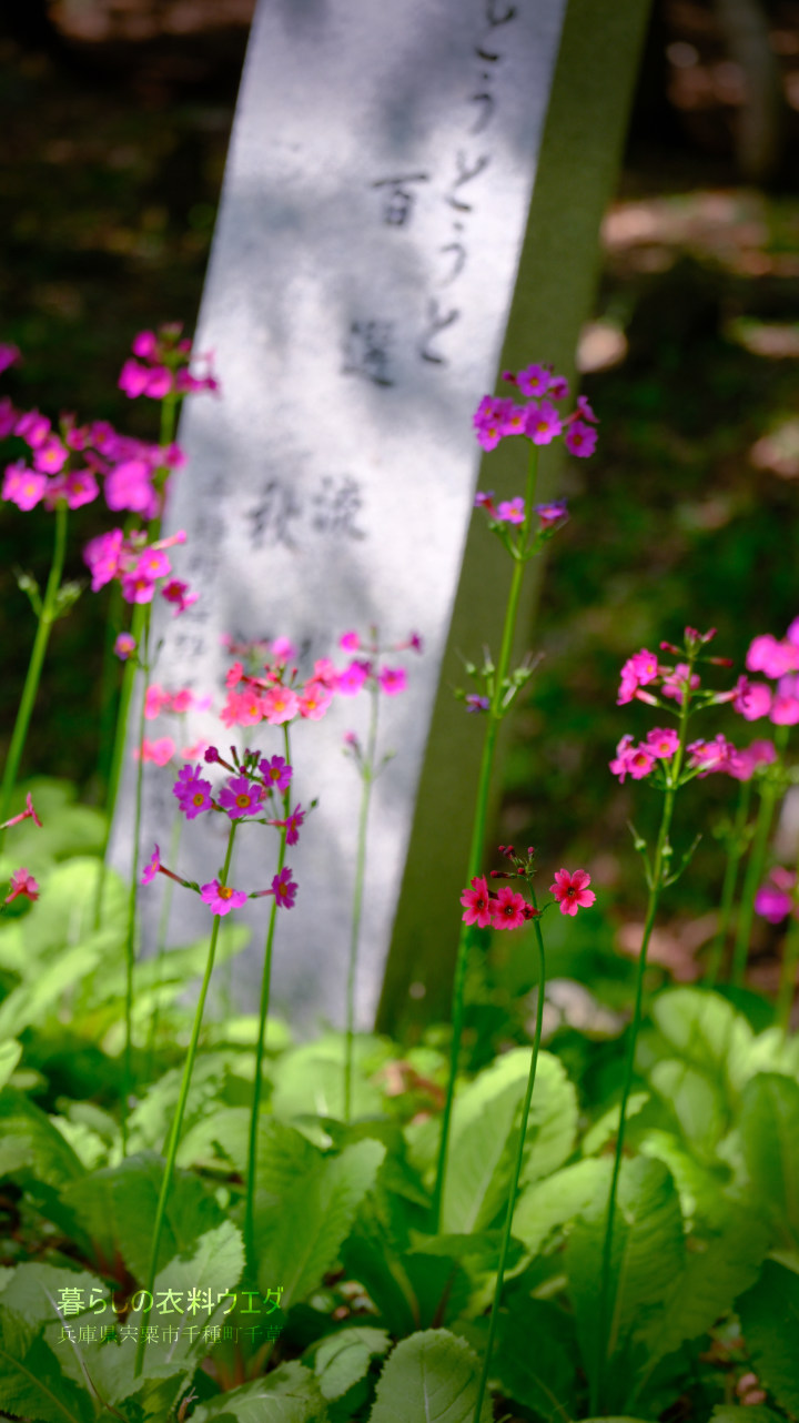 千種町クリンソウ湿原 富士フイルム FUJIFILM