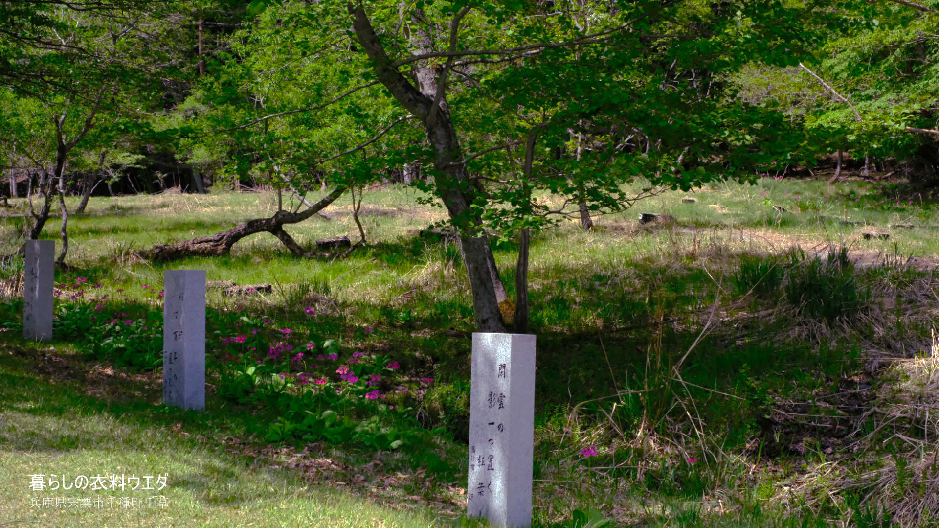 千種町クリンソウ湿原 富士フイルム FUJIFILM