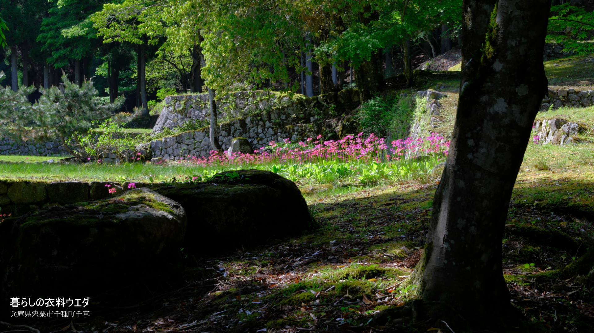 クリンソウ 兵庫県宍粟市千種町 富士フイルム/FUJIFILM
