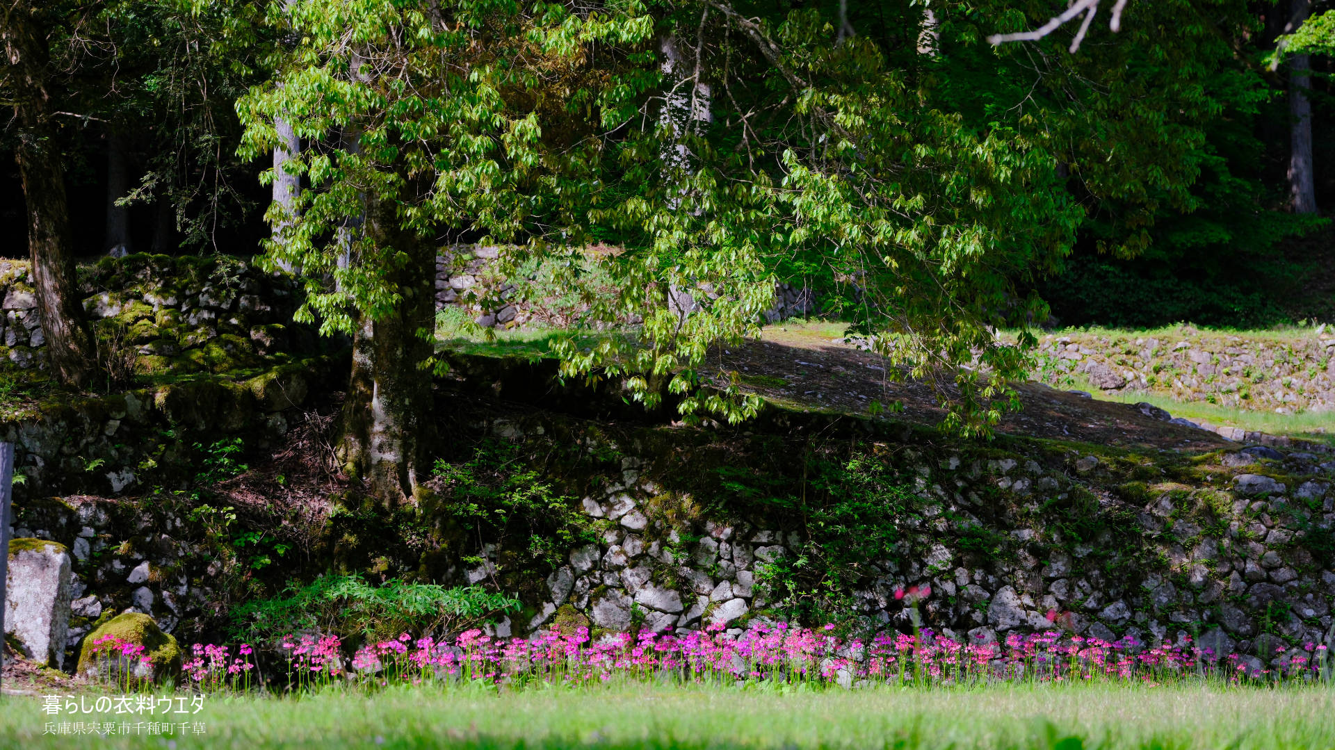 クリンソウ 兵庫県宍粟市千種町 富士フイルム/FUJIFILM
