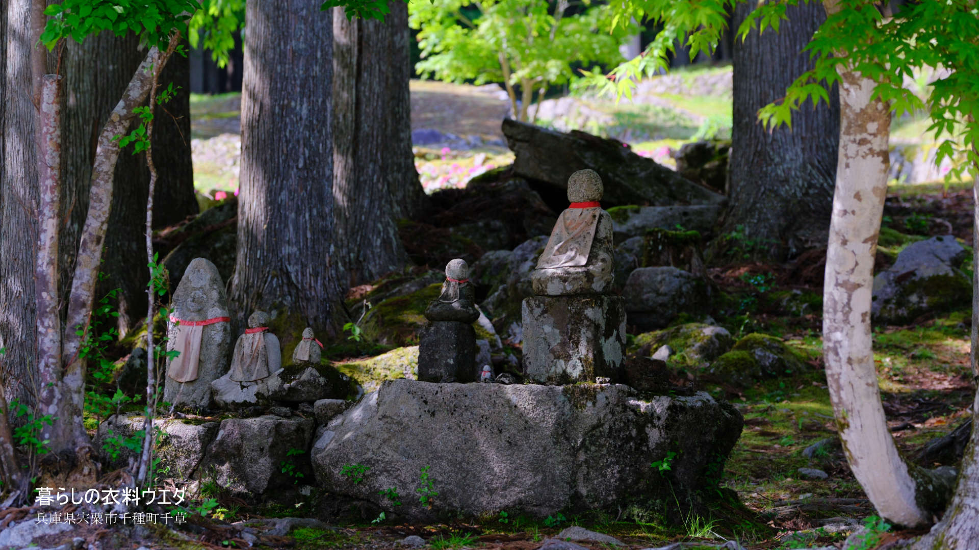 クリンソウ 兵庫県宍粟市千種町 富士フイルム/FUJIFILM