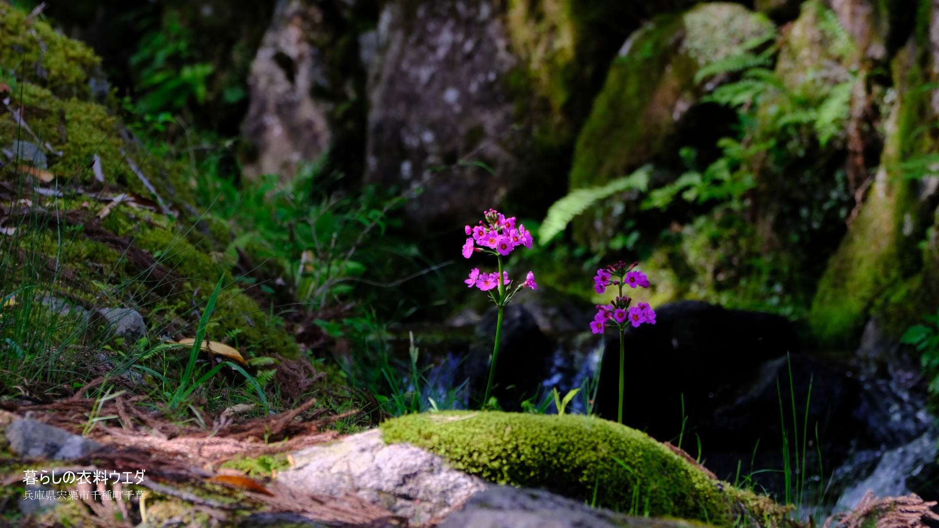 クリンソウ 兵庫県宍粟市千種町 富士フイルム/FUJIFILM