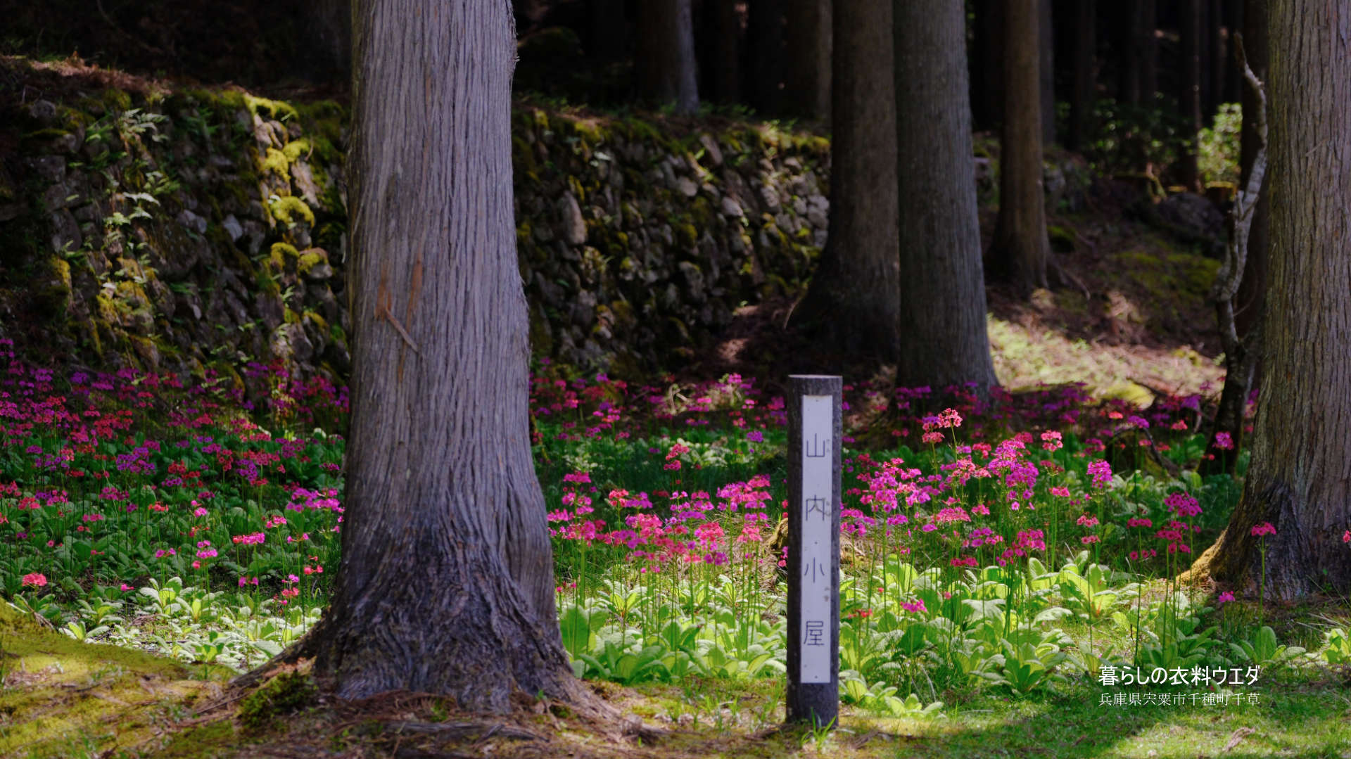 クリンソウ 兵庫県宍粟市千種町 富士フイルム/FUJIFILM