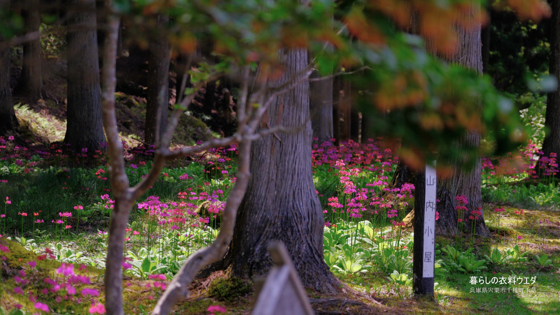 クリンソウ 兵庫県宍粟市千種町 富士フイルム/FUJIFILM