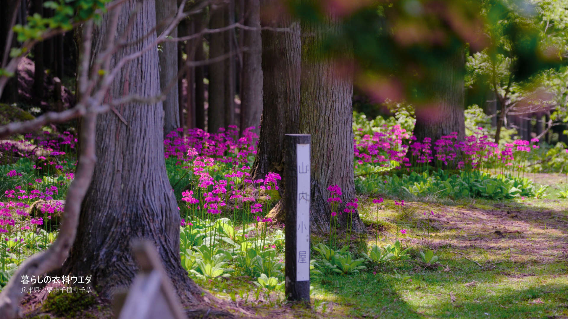 クリンソウ 兵庫県宍粟市千種町 富士フイルム/FUJIFILM
