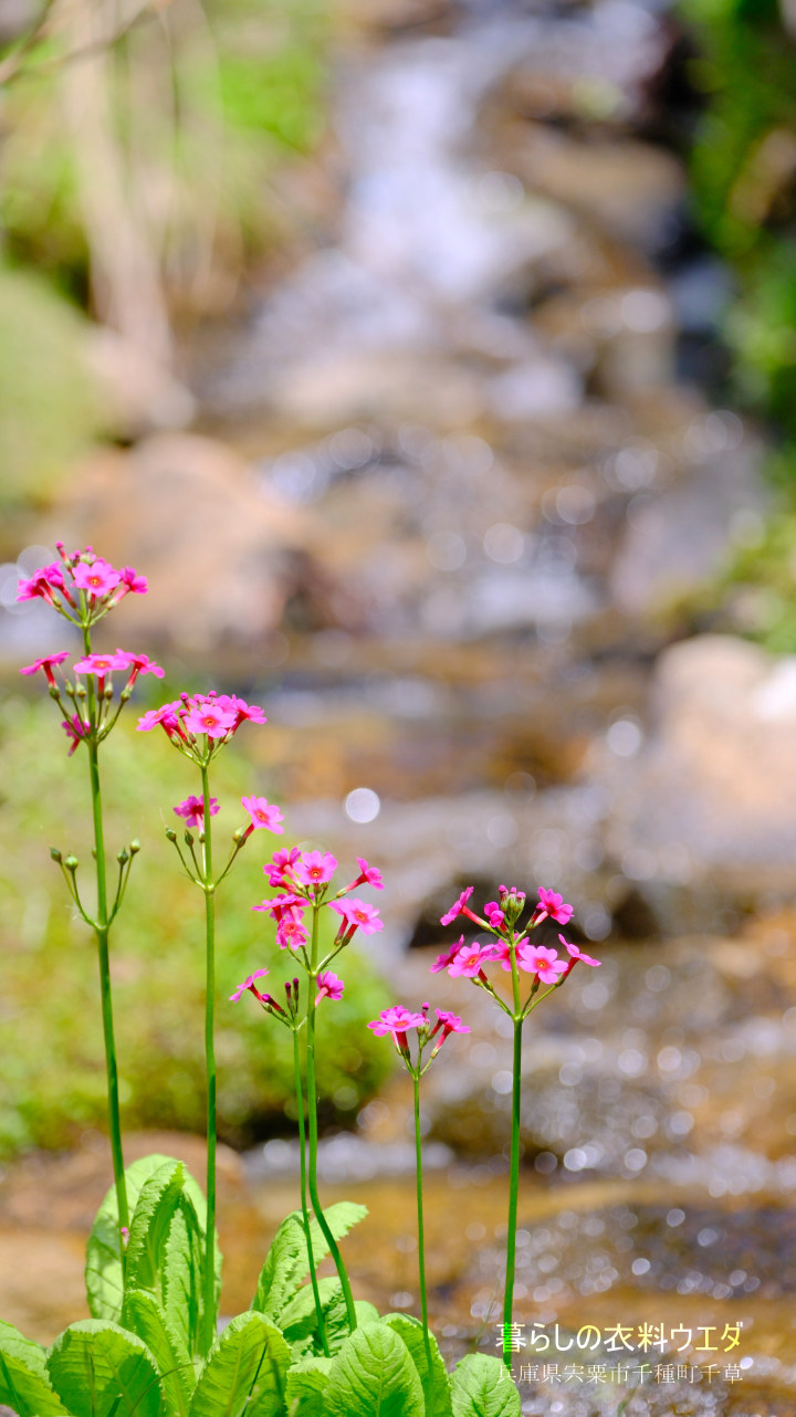 クリンソウ 兵庫県宍粟市千種町 富士フイルム/FUJIFILM