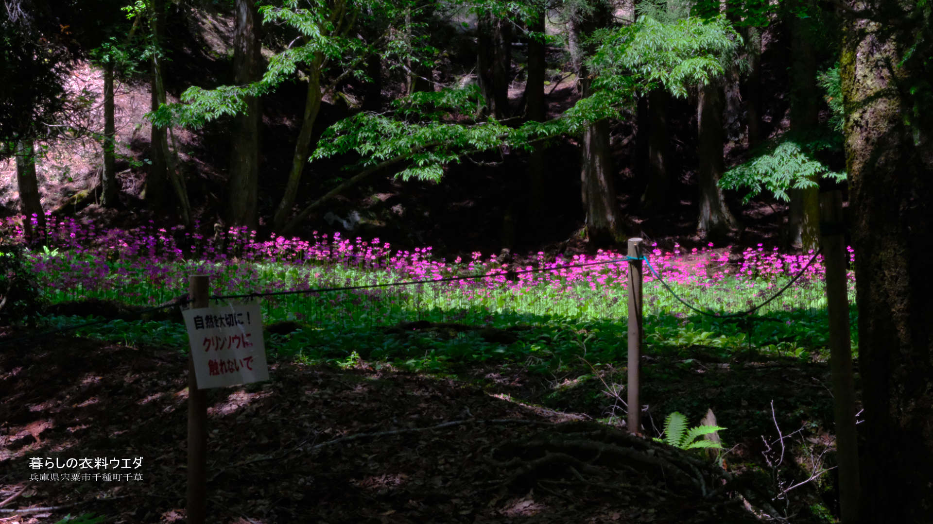 千種町クリンソウ湿原 富士フイルム FUJIFILM