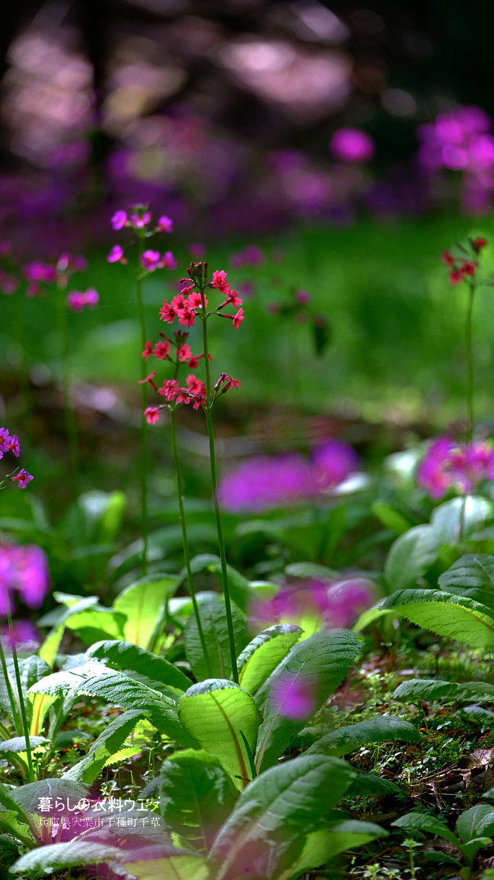 千種町クリンソウ湿原 富士フイルム FUJIFILM