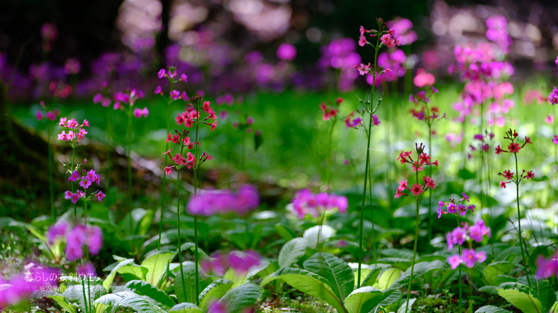 千種町クリンソウ湿原 富士フイルム FUJIFILM