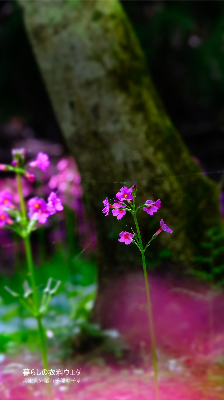千種町クリンソウ湿原 富士フイルム FUJIFILM