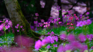 クリンソウの世界 ちくさ湿原と華の舞踏会