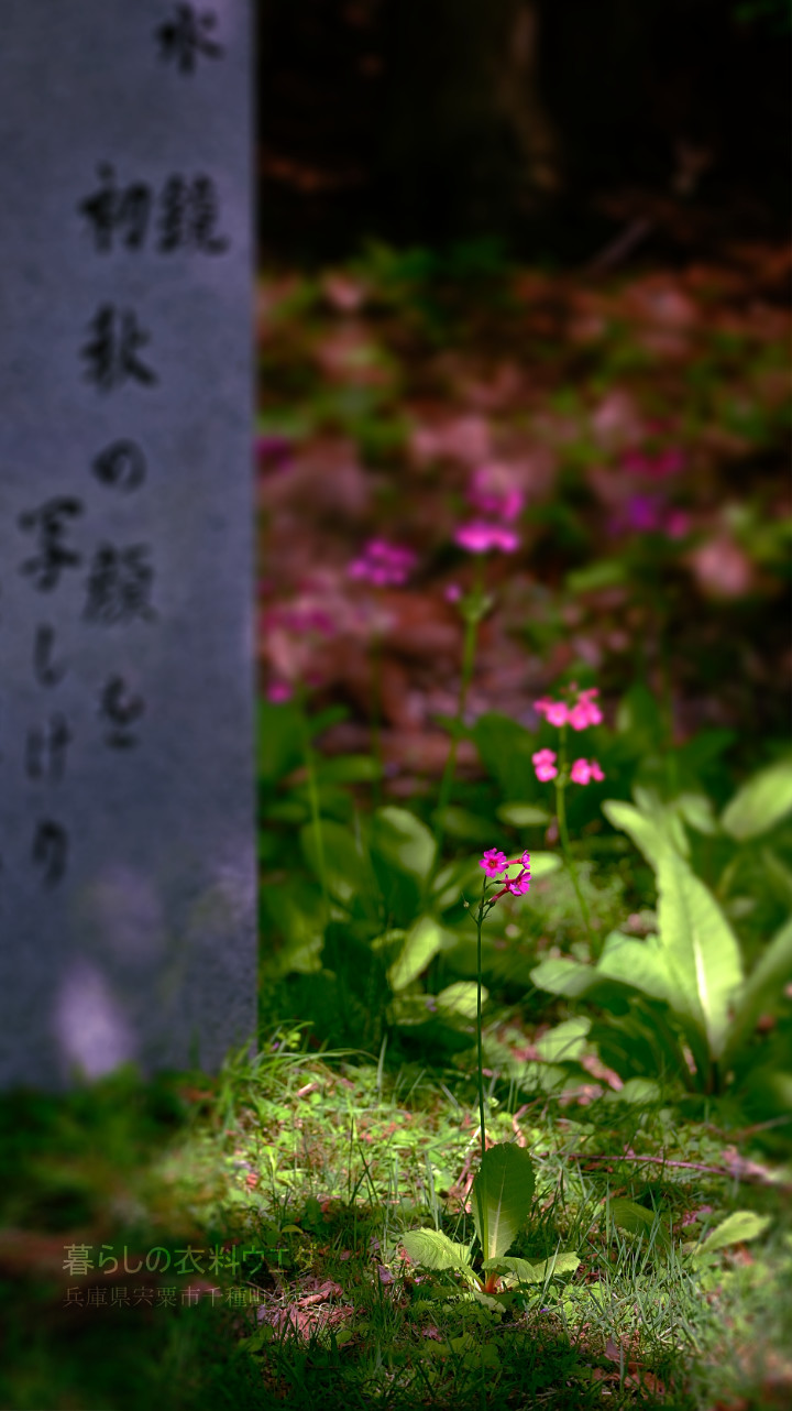 千種町クリンソウ湿原 富士フイルム FUJIFILM