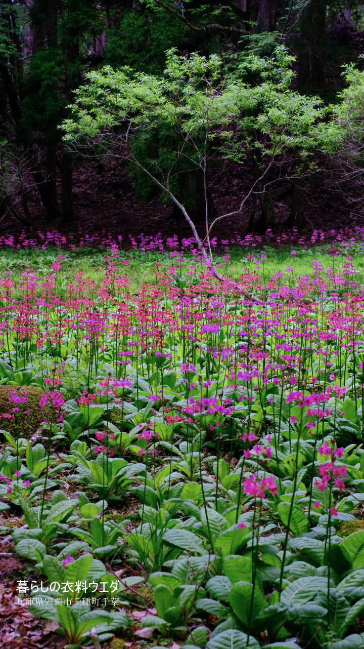 千種町クリンソウ湿原 富士フイルム FUJIFILM