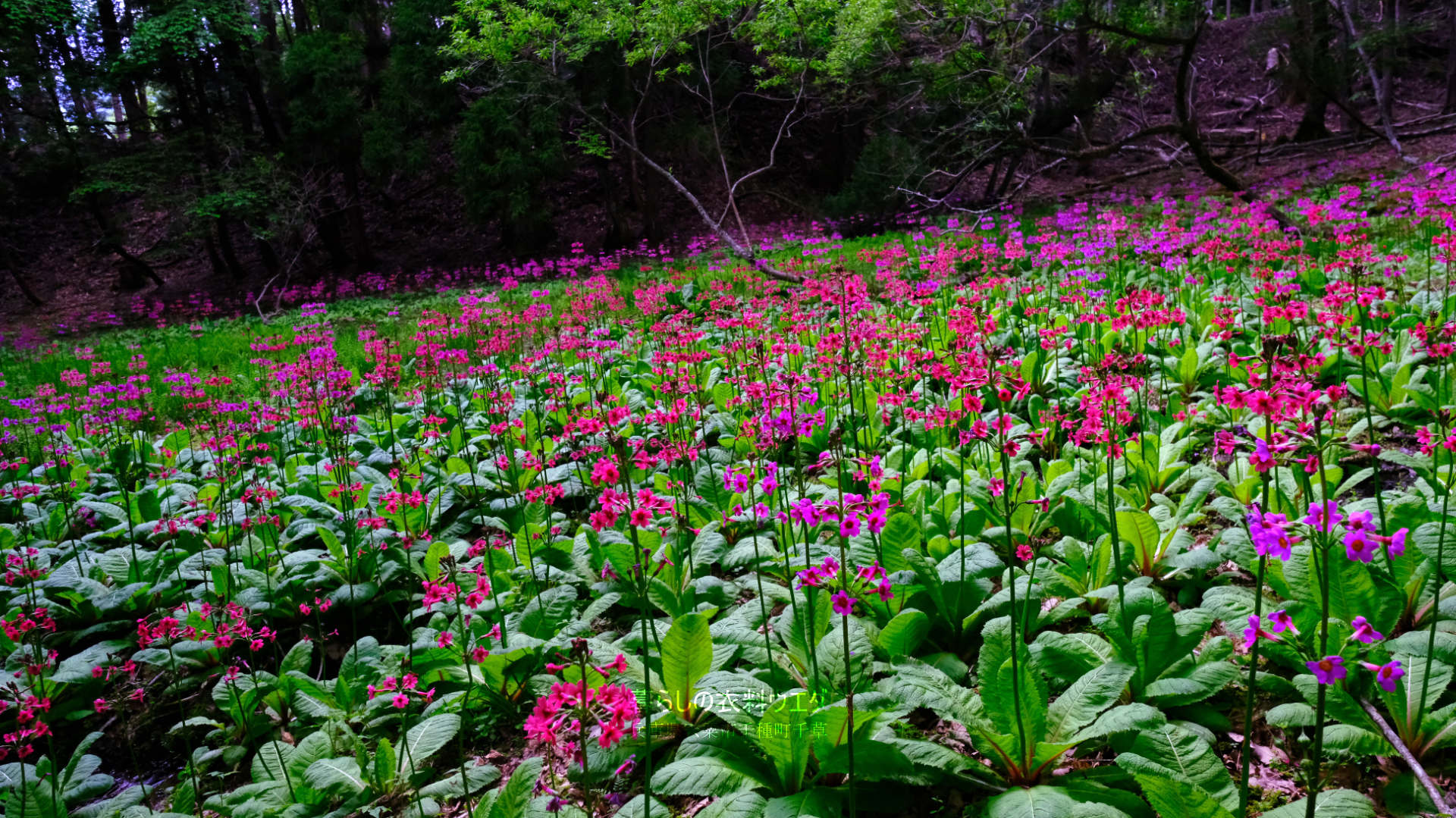 千種町クリンソウ湿原 富士フイルム FUJIFILM
