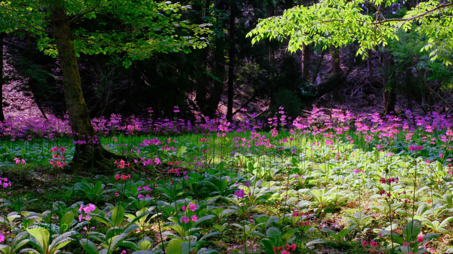 千種町クリンソウ湿原 富士フイルム FUJIFILM