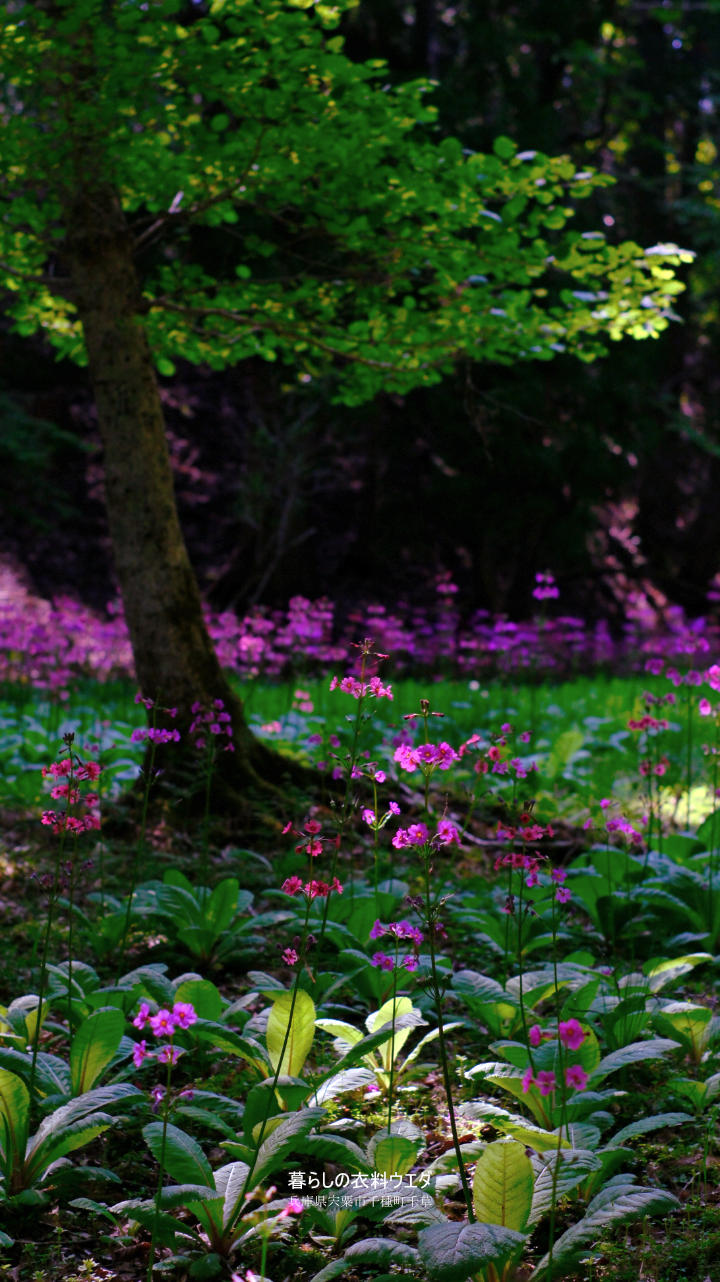千種町クリンソウ湿原 富士フイルム FUJIFILM